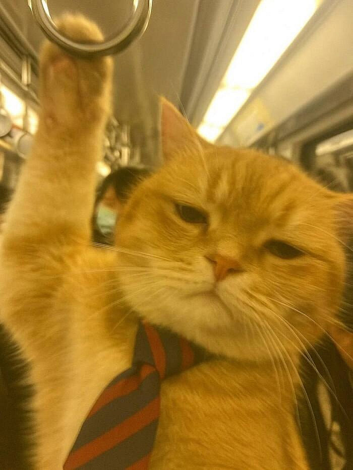 A Day in the Life of a Cat