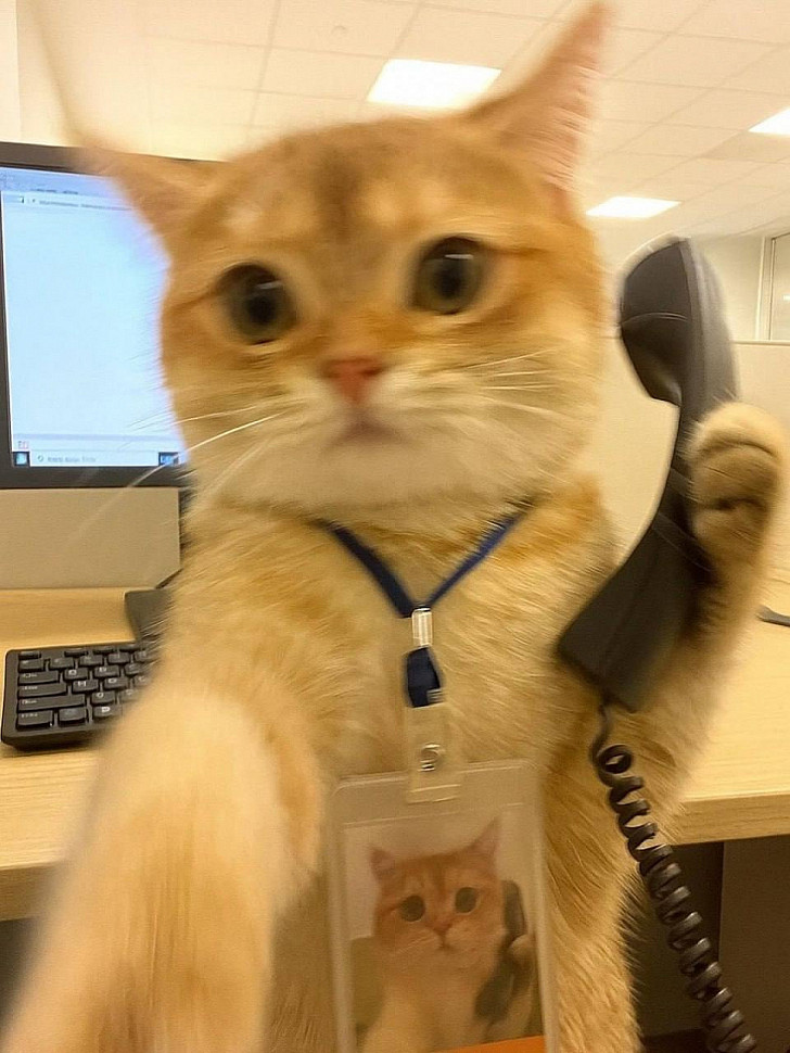 A Day in the Life of a Cat