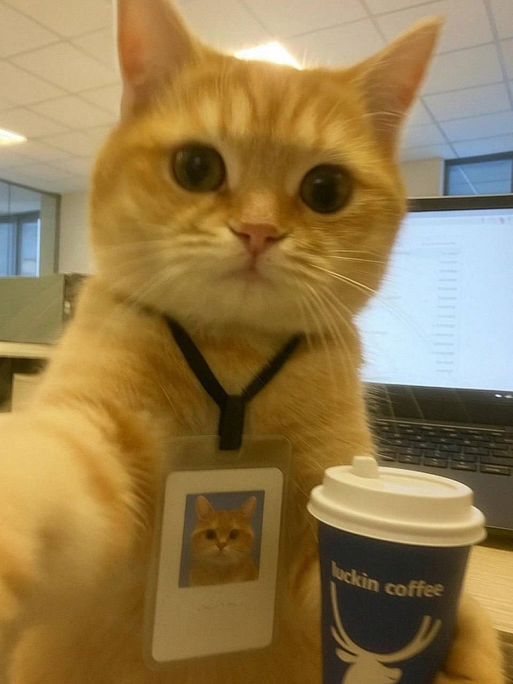 A Day in the Life of a Cat