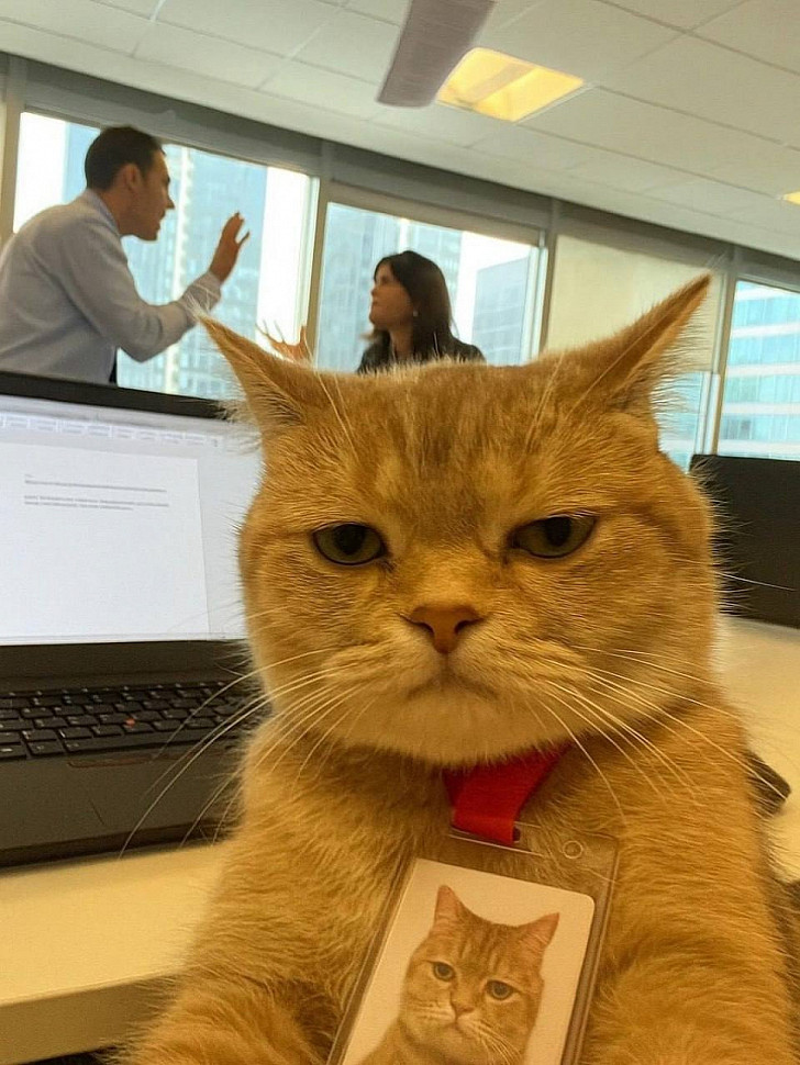 A Day in the Life of a Cat
