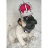 Pug (31 cm) Plush Toy