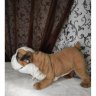 Bulldog (43 cm) Plush Toy