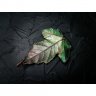 Gradient Green Ginnala Leaf Pendant Necklace