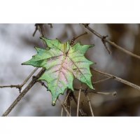 Bright Green Maple Leaf Brooch