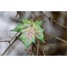 Bright Green Maple Leaf Brooch