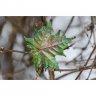 Bright Green Maple Leaf Brooch