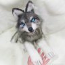 Wolf Cub Soft Toy