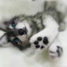 Wolf Cub Soft Toy