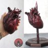 Realistic human heart Figure