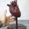 Realistic human heart Figure