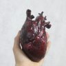 Realistic human heart Figure