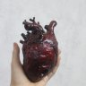 Realistic human heart Figure