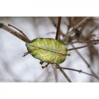 Golden-green Leaf Brooch