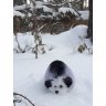Hedgehog (18 cm) Plush Toy