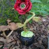 Rose of Abundance Figure