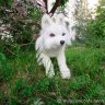 White Wolf Soft Toy