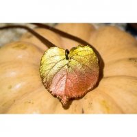 Linden Leaf Pendant Necklace