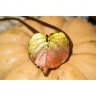 Linden Leaf Pendant Necklace