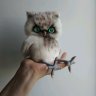 Owl (19 cm) Plush Toy