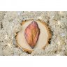 Feather V.2 Brooch