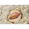 Feather V.2 Brooch