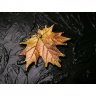 Autumn Maple Leaf Pendant Necklace