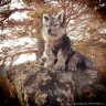 Wolf Soft Toy