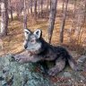 Wolf Soft Toy