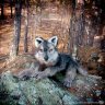Wolf Soft Toy