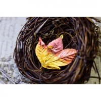 Small Chestnut Brooch
