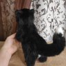 Kitten Timka (20 cm) Plush Toy
