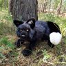 Black Fox v2 Soft Toy