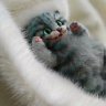 Alice in Wonderland - Cheshire Cat (18 cm) Plush Toy
