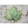 Maple Leaf Hair Pin