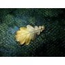 Golden-gradient Oak Leaf Pendant Necklace