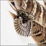 Griffin Pendant