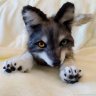 Wolf Cub 2 Soft Toy