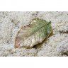 Green Leaf Barrette