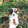 Puppy Soft Toy