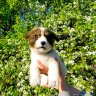 Puppy Soft Toy