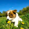 Puppy Soft Toy