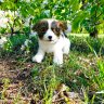 Puppy Soft Toy