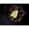Green Oak Earrings