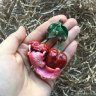Toothy Cherry Brooch