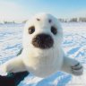 Seal Soft Toy