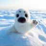 Seal Soft Toy