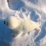 Seal Soft Toy