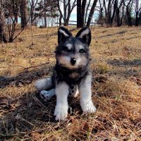 Wolf 2 Soft Toy