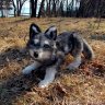 Wolf 2 Soft Toy
