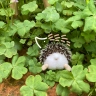 Hedgehog's Butt Plush Toy